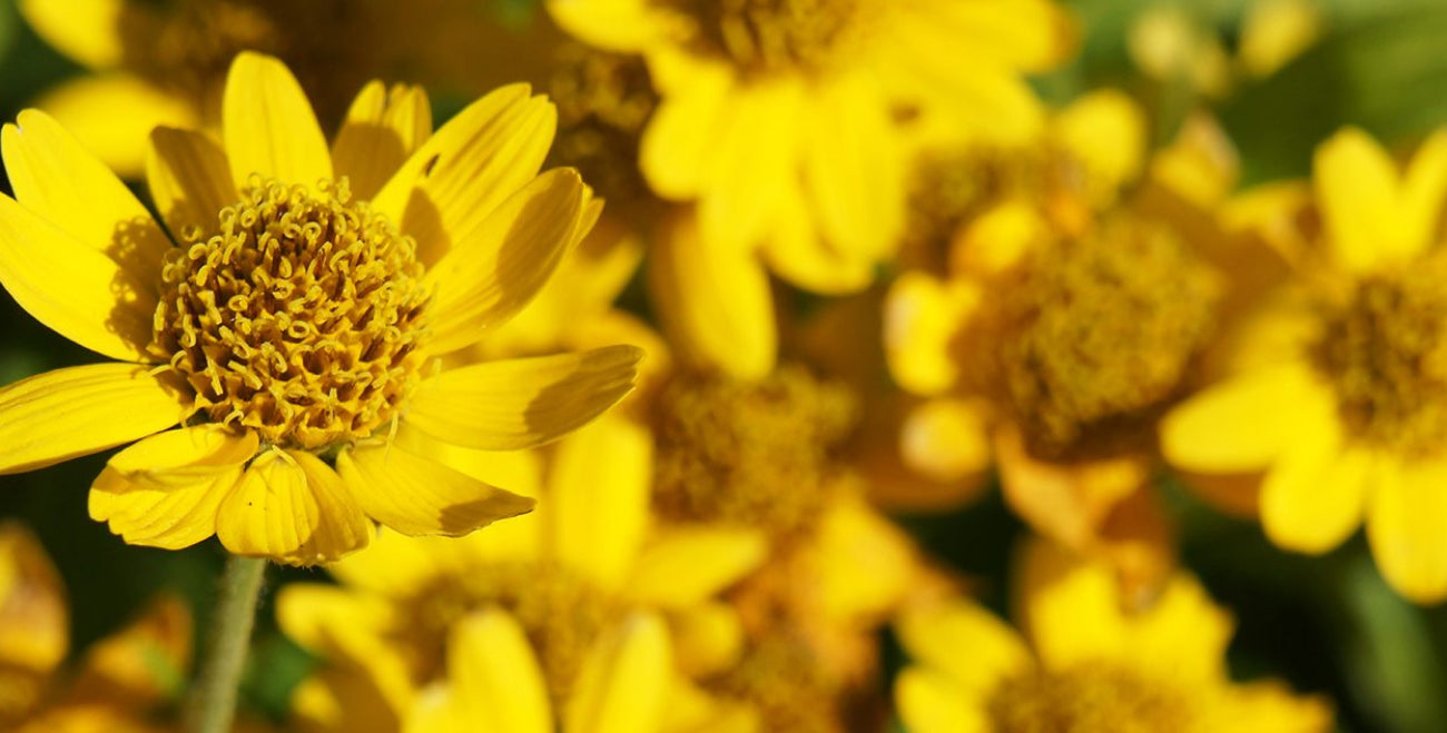 Arnica Flower Extract