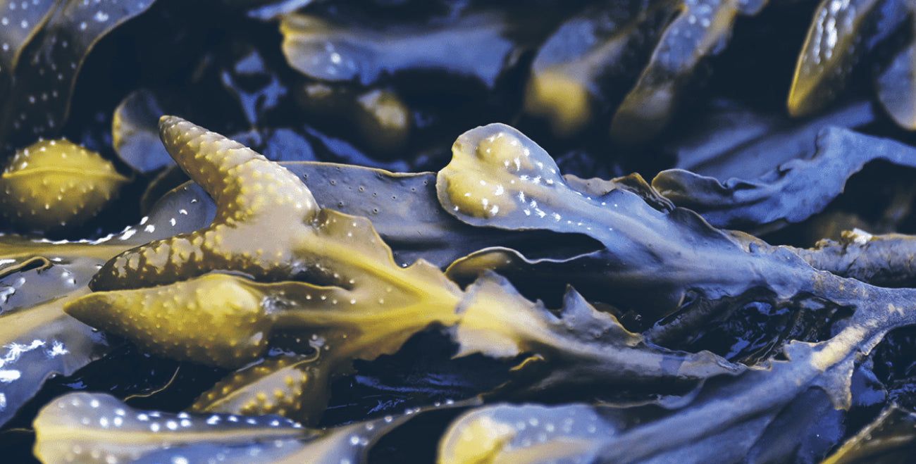 Bladder Wrack Extract