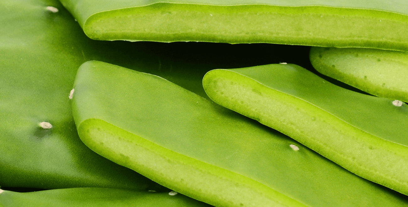 Cactus Stem Extract