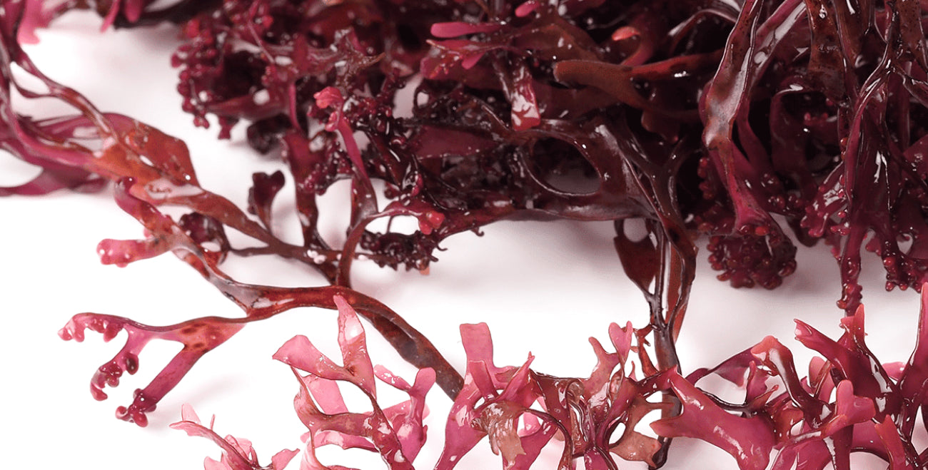 Carageenan Extract