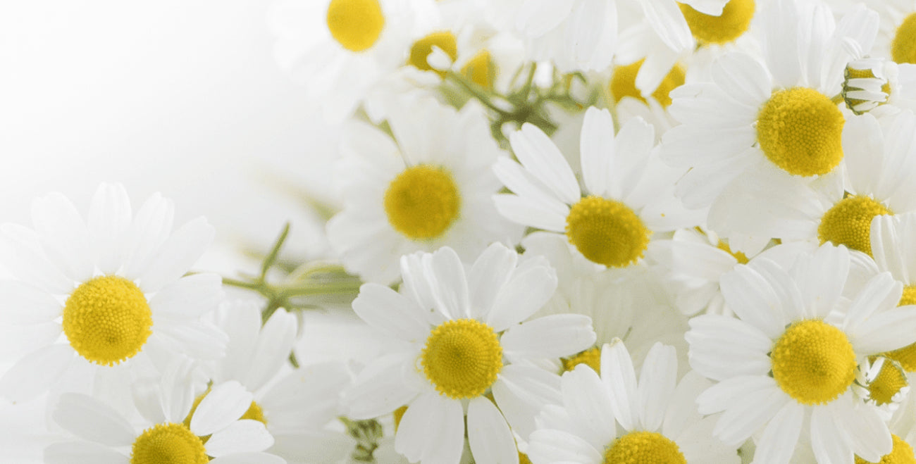 Chamomile Extract