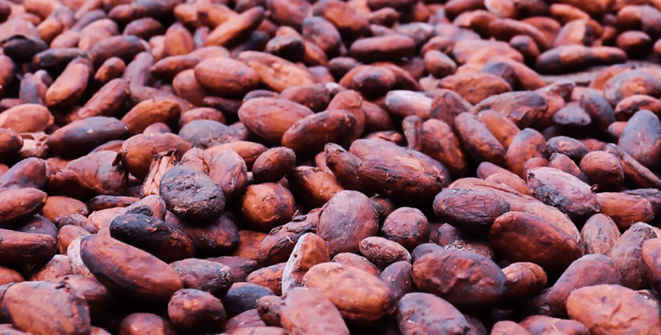 Cocoa Seed Extract