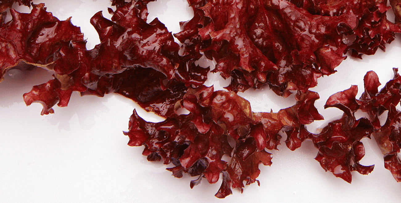 Dulse Extract