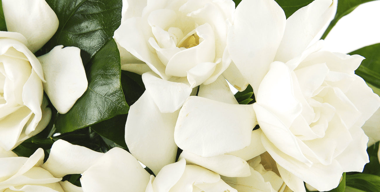Tiare Flower Extract