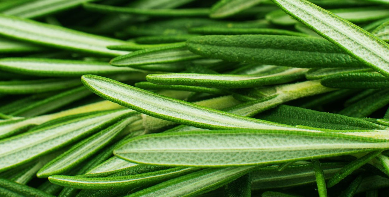 Rosemary Leaf Extract