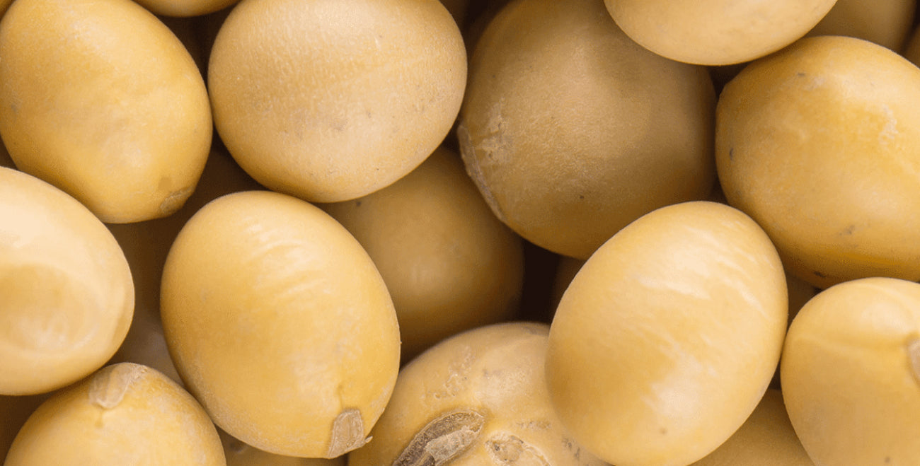 Hydrolyzed Soy Protein
