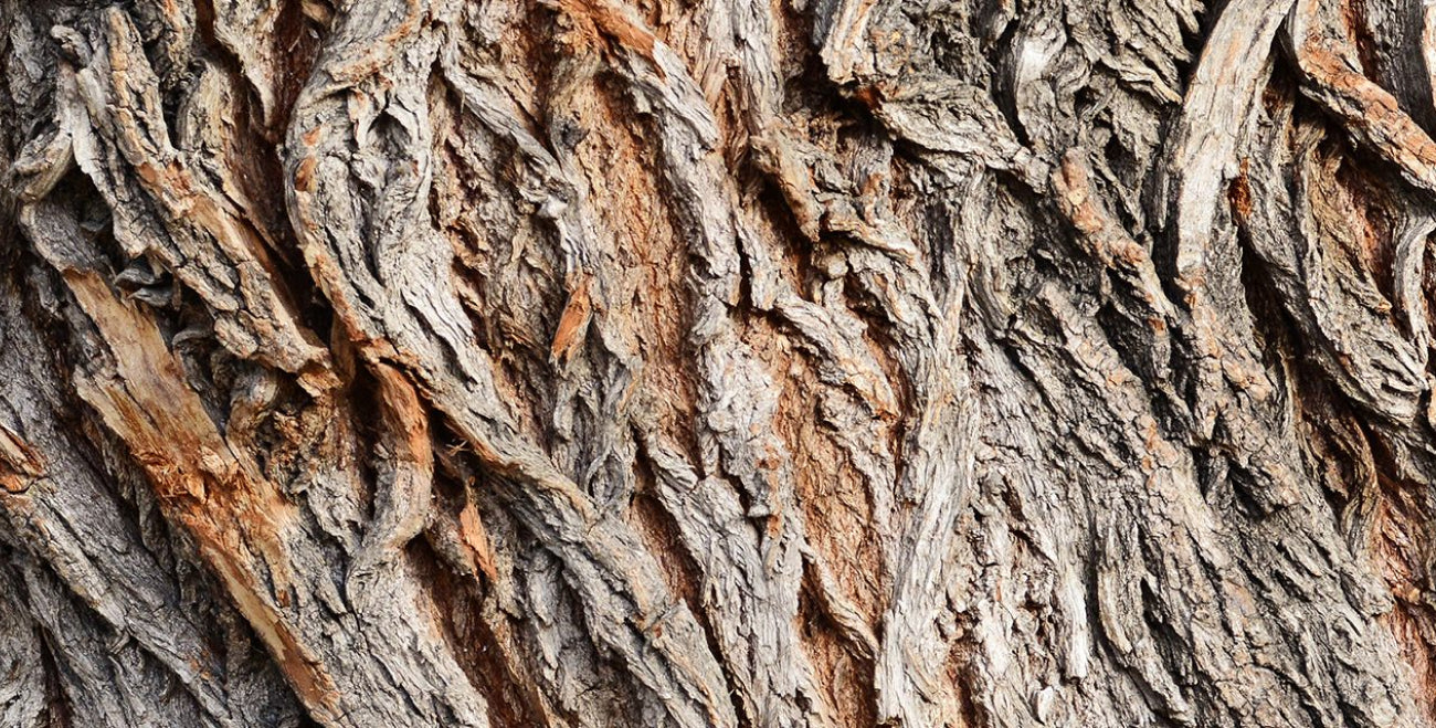 Willow Bark Extract