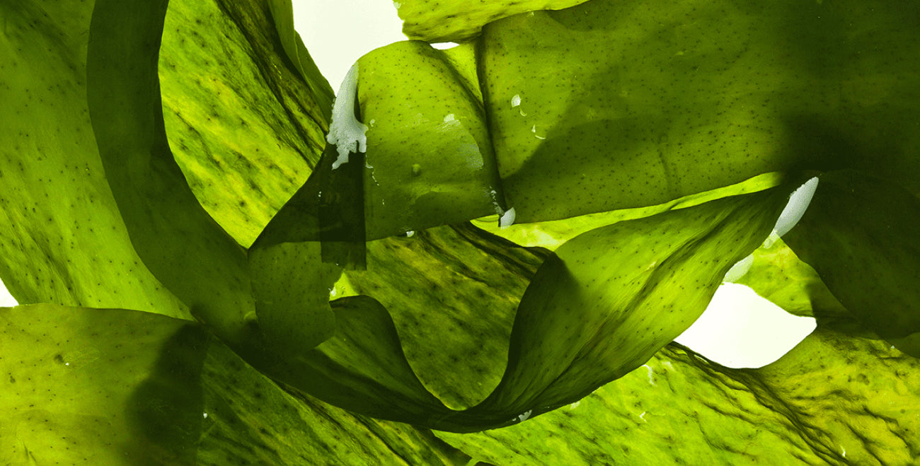 Algae Extract